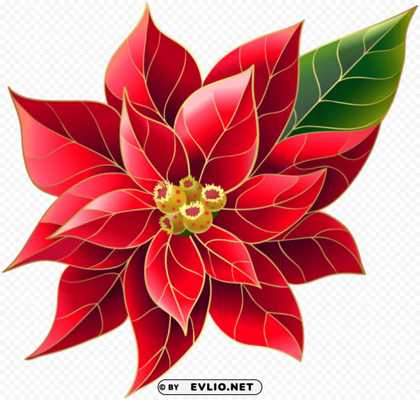 xmas poinsettia PNG images with transparent backdrop