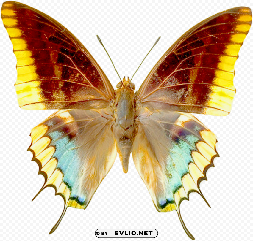 butterfly Transparent PNG Isolated Element clipart png photo - 435c1b32