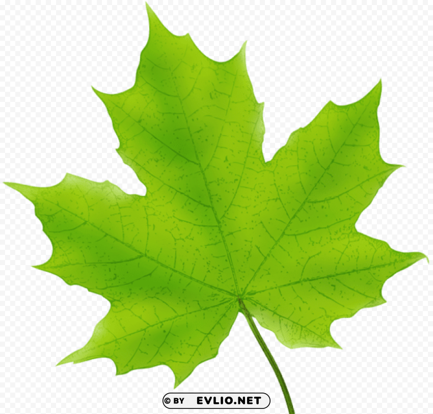 maple leaf green PNG graphics with clear alpha channel collection