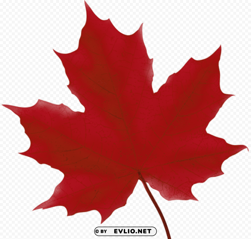 maple leaf red PNG graphics with clear alpha channel