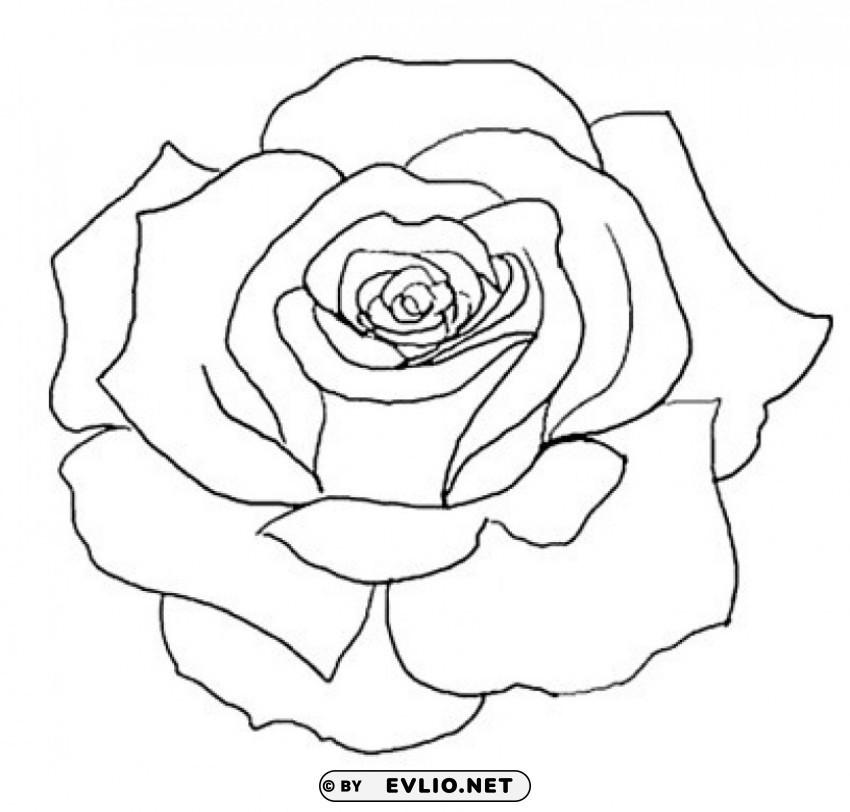  rose outline s Isolated Design Element in HighQuality Transparent PNG