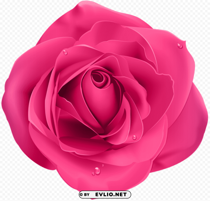 rose pink PNG Image Isolated with Clear Transparency