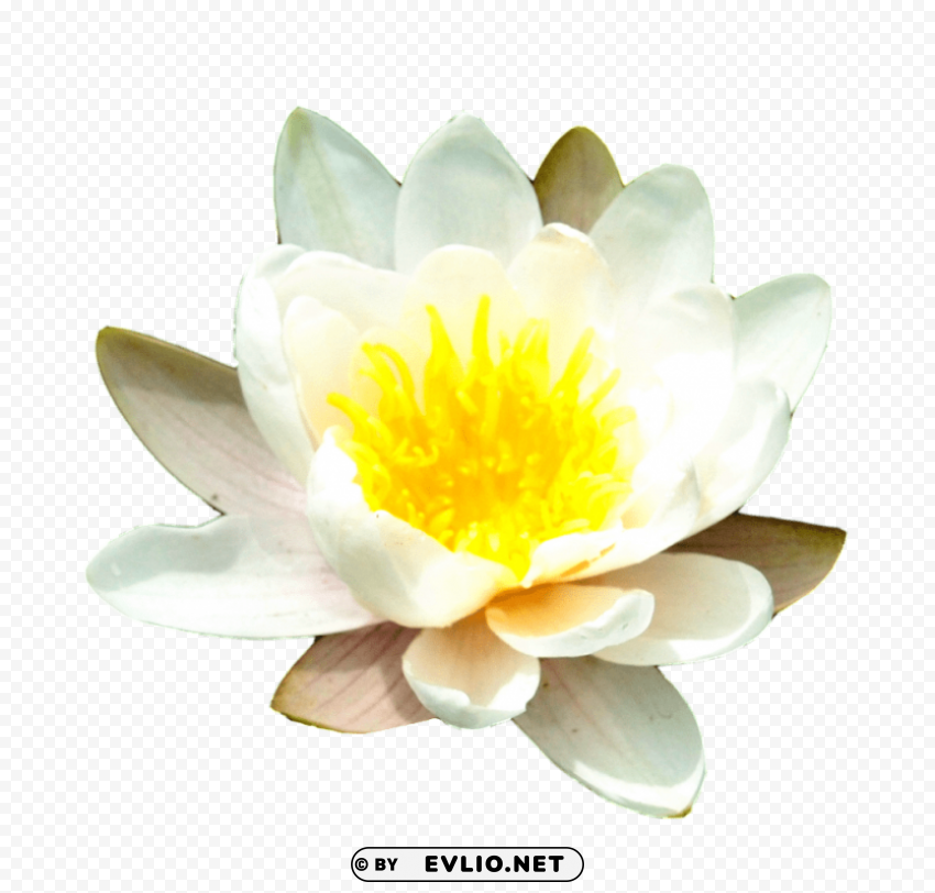 water lily free PNG Image Isolated with Transparent Detail