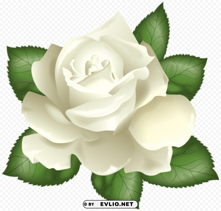 White Rose Picture PNG Isolated Illustration With Clear Background