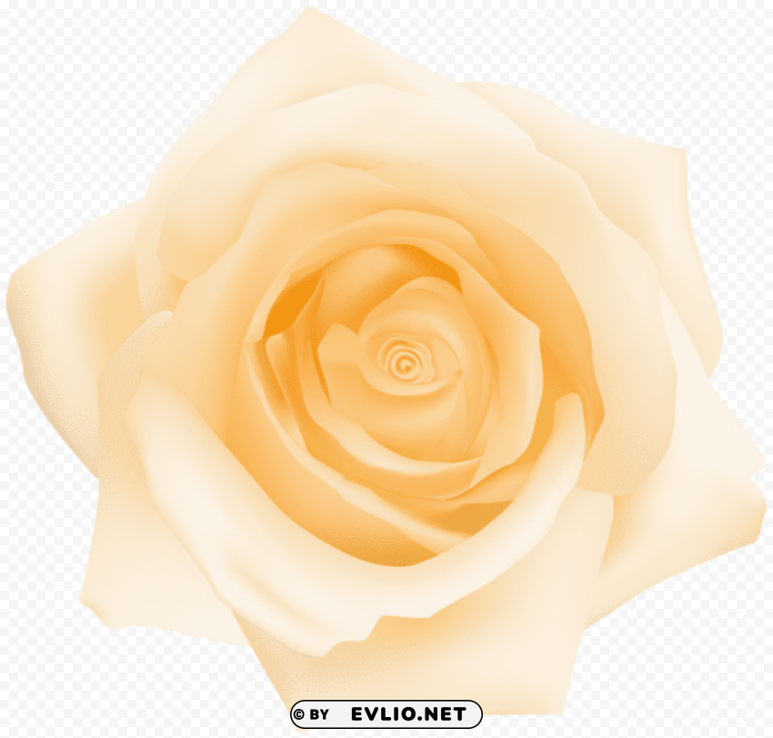 PNG image of yellow rose transparent Free PNG images with clear backdrop with a clear background - Image ID f32d40ec