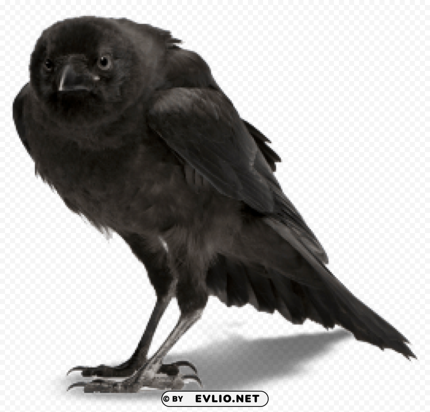 Crow Isolated Item on Transparent PNG
