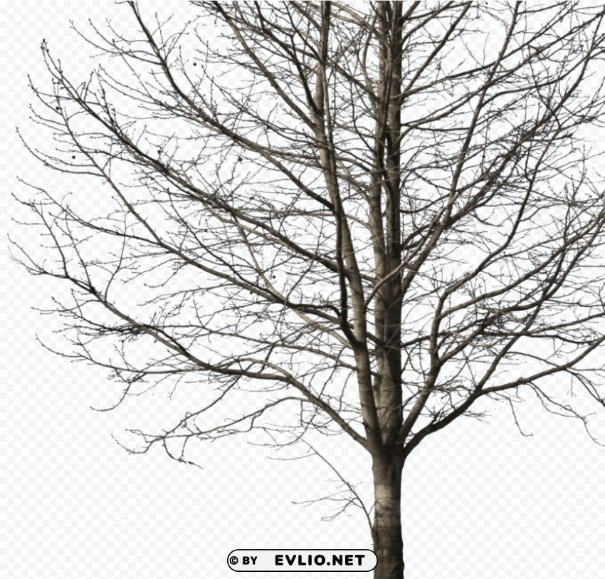 cut out tree PNG images without BG