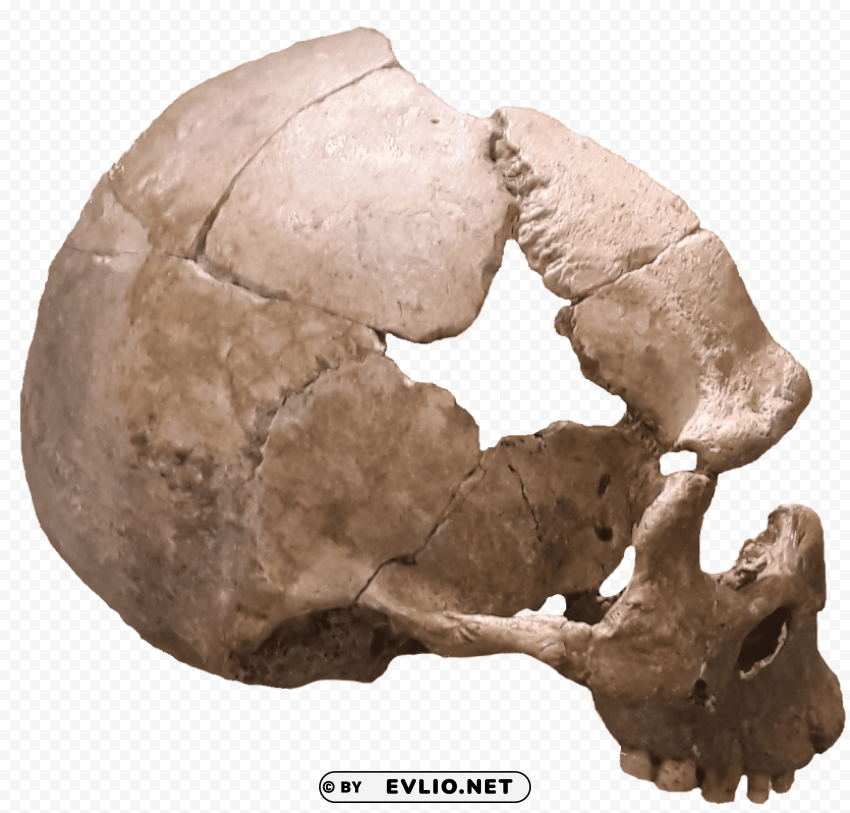 Transparent background PNG image of skull Transparent art PNG - Image ID f6f4a252