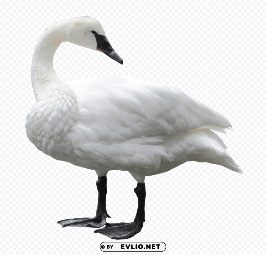 Swan PNG transparent photos for design