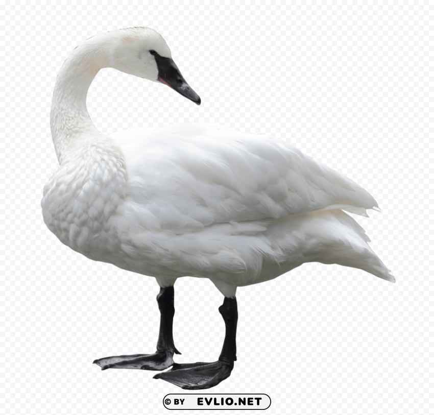 swan white Isolated Artwork in Transparent PNG Format