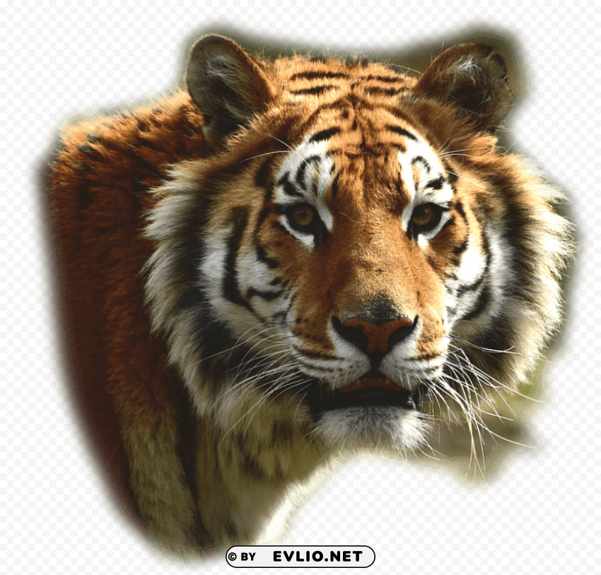 bengal tiger PNG clear background