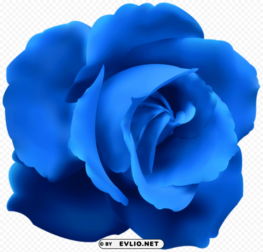 Blue Rose Transparent Pics