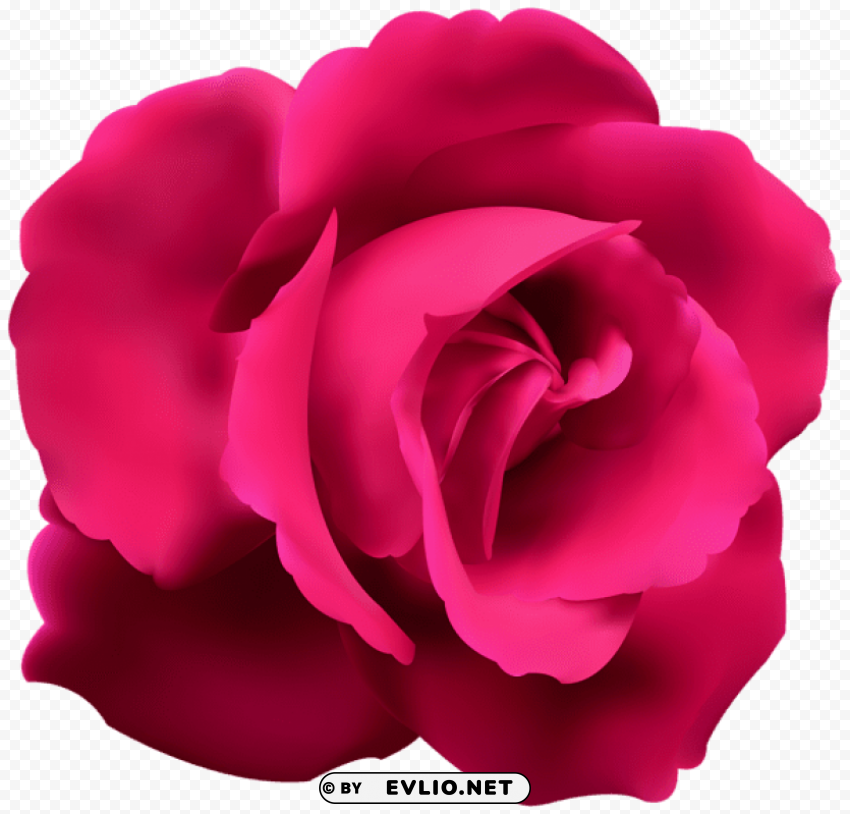 pink rose Transparent PNG graphics archive