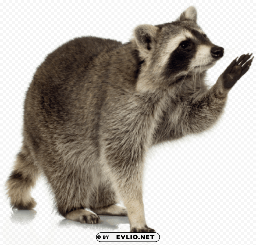 raccoon up Isolated PNG Item in HighResolution