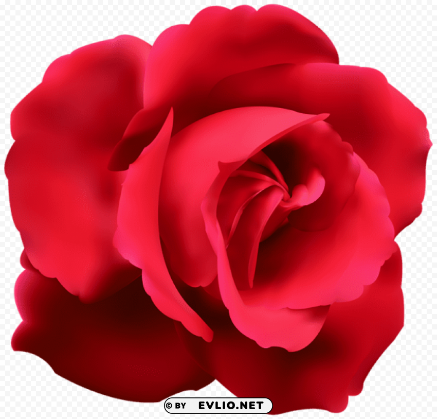 red rose Transparent Cutout PNG Isolated Element