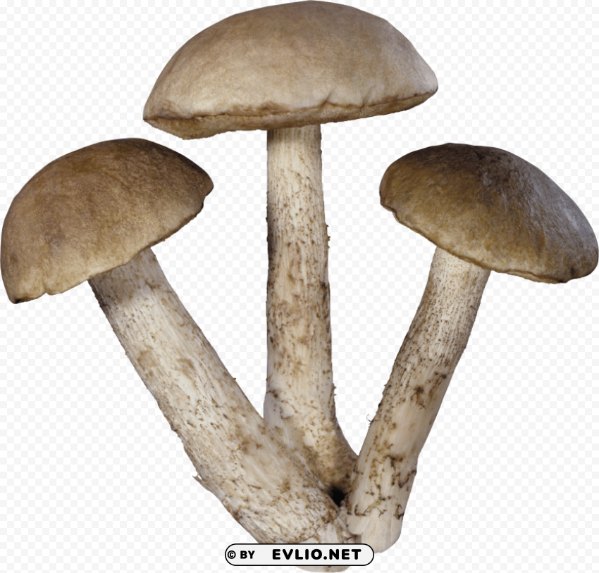 three tree mushrooms Free PNG images with transparent layers compilation