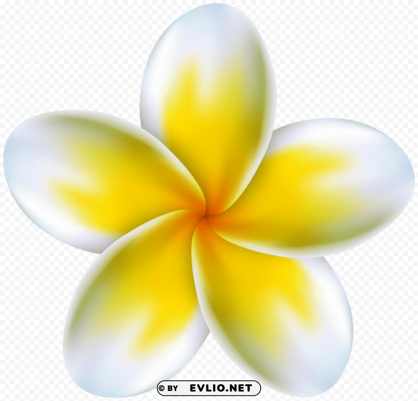 tropical flower pink Transparent PNG Isolated Illustrative Element