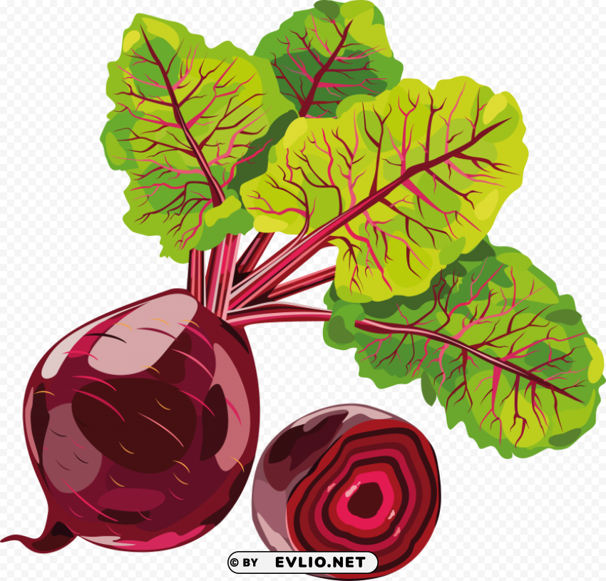 beet PNG Illustration Isolated on Transparent Backdrop