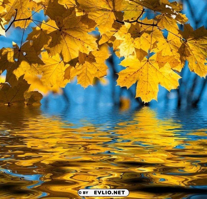 fall leaves and water Isolated Object on Clear Background PNG