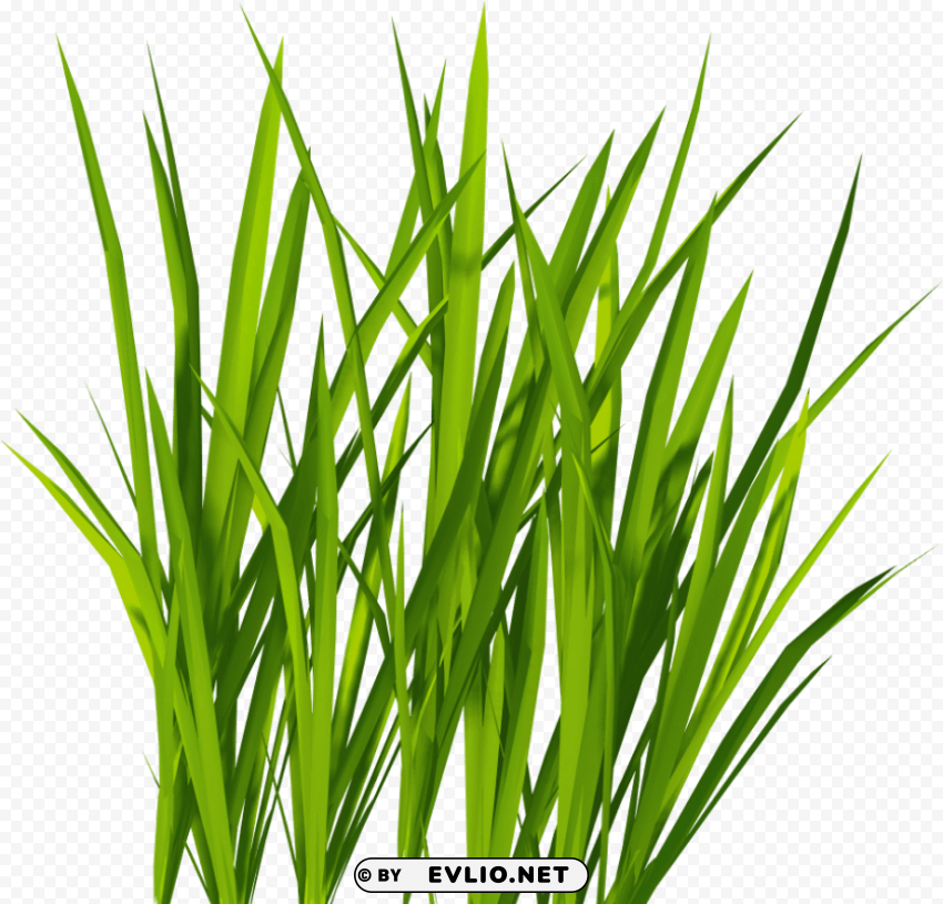 grass HighQuality Transparent PNG Isolated Graphic Design