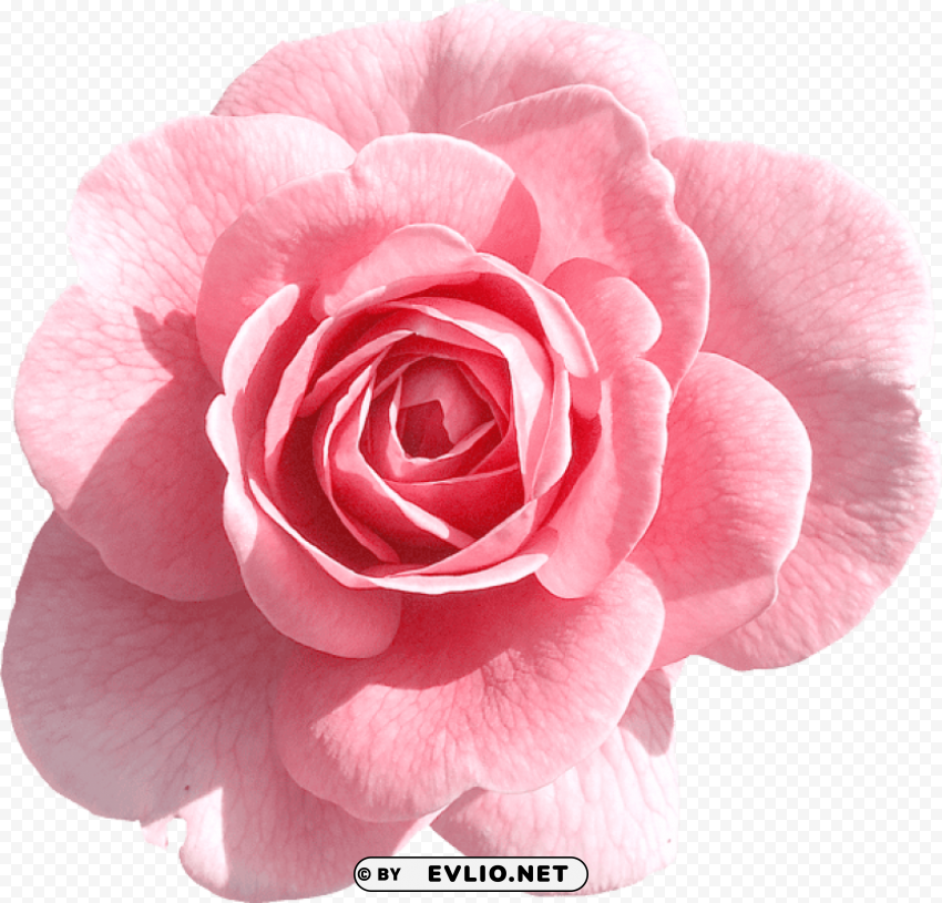 Light Pink Rose PNG With No Bg