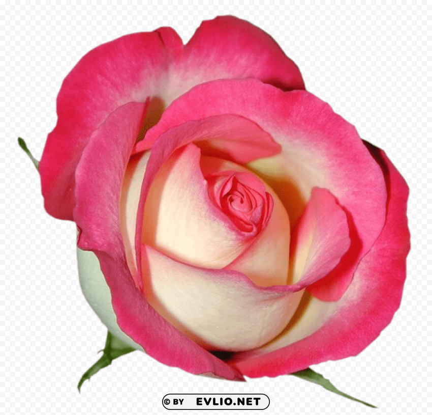 pink rose PNG with no background diverse variety
