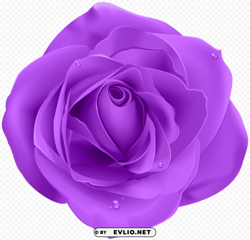 rose purple PNG Image Isolated with Transparent Detail