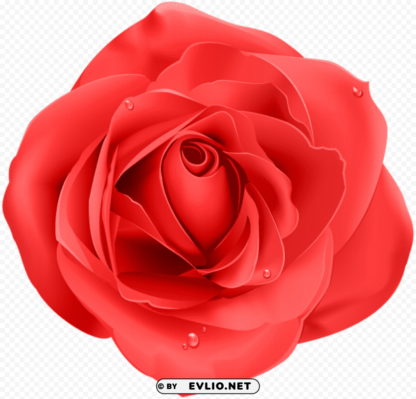 Rose Red PNG Illustration Isolated On Transparent Backdrop