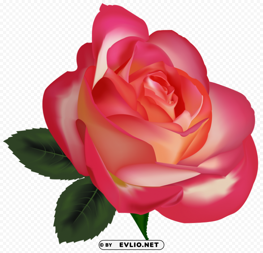 beautiful rose image PNG graphics with transparency