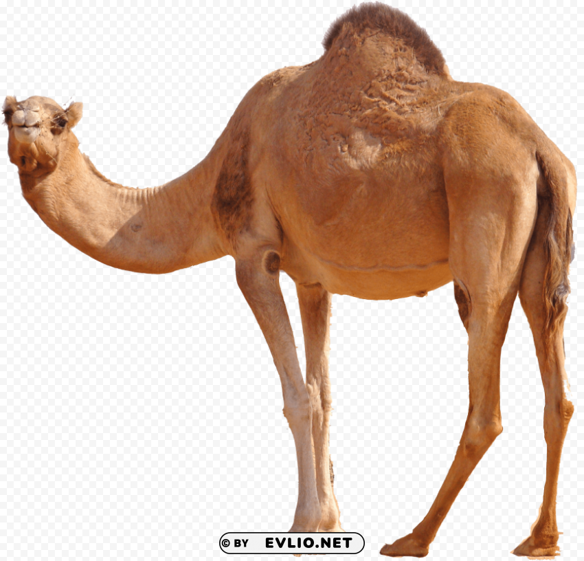 camel Isolated Item on Transparent PNG Format