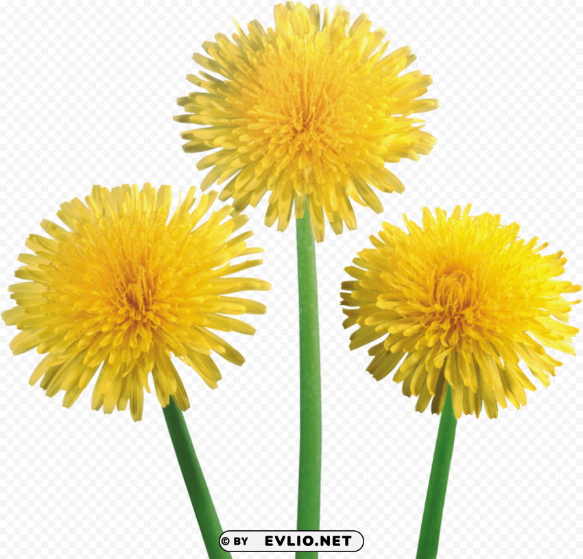 dandelion PNG files with transparent canvas collection