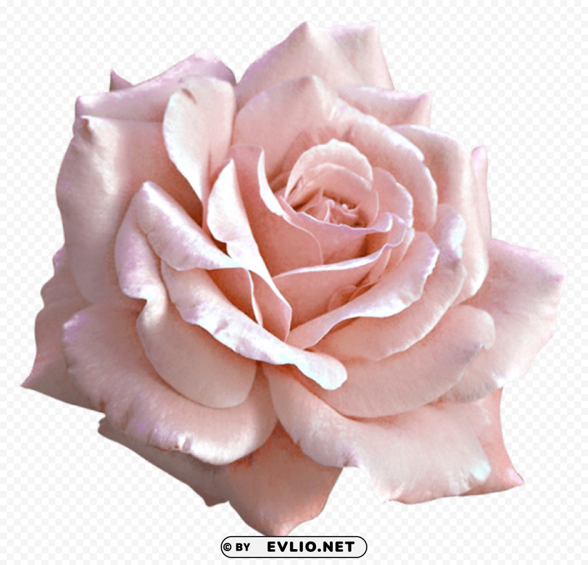 large light pink rose PNG with no cost