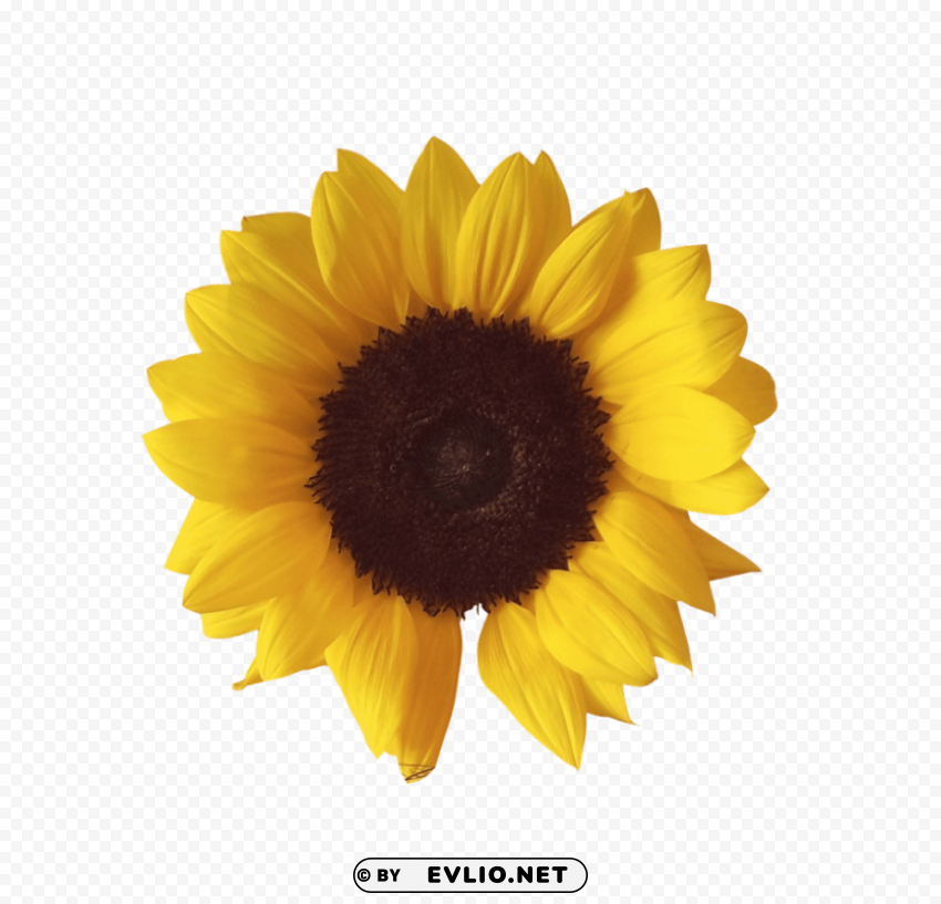 sunflower PNG images free