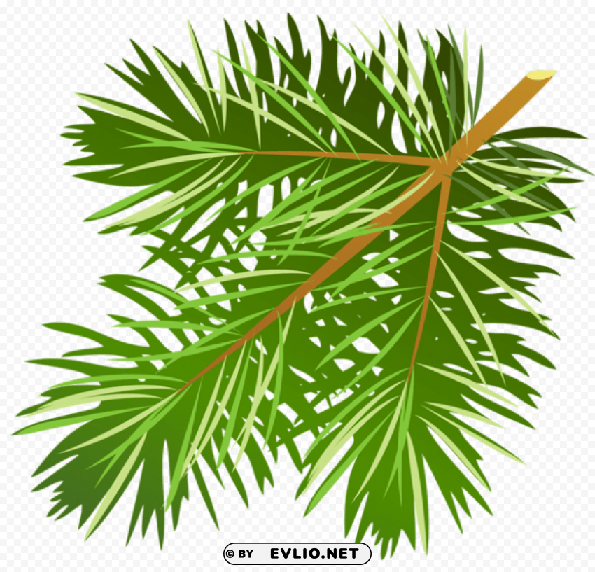  pine branch Isolated Graphic Element in Transparent PNG