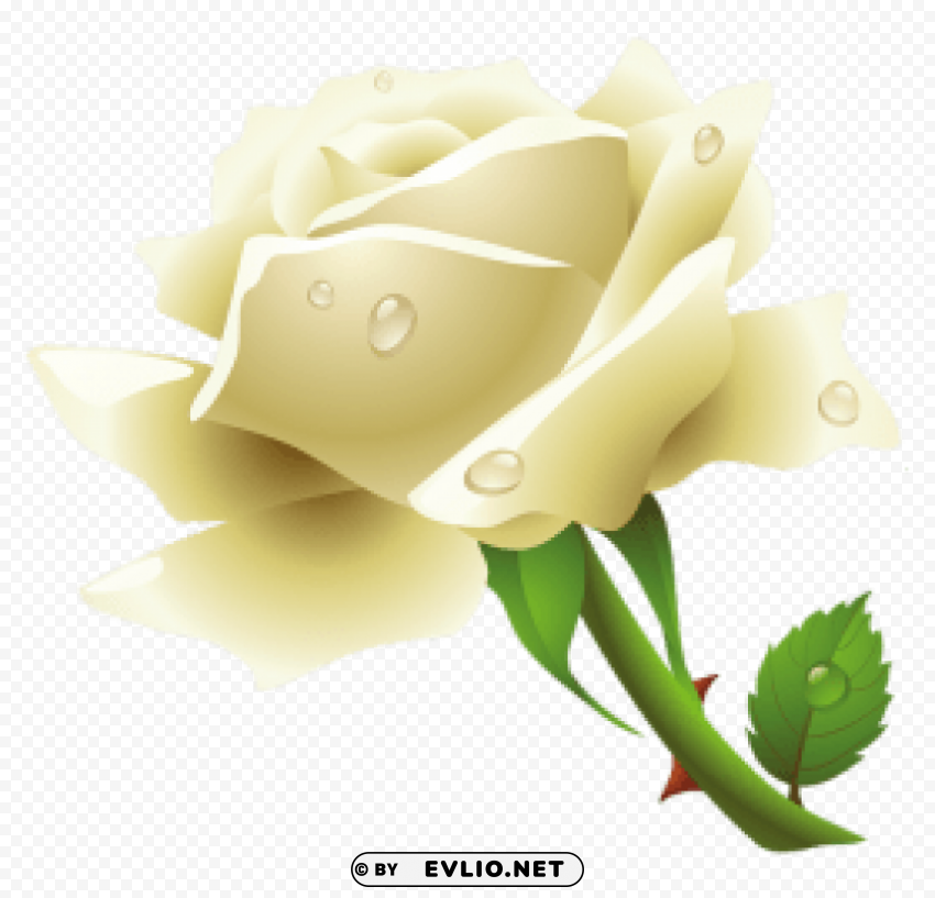 white rose PNG pics with alpha channel