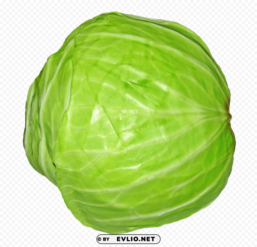 cabbage PNG for web design