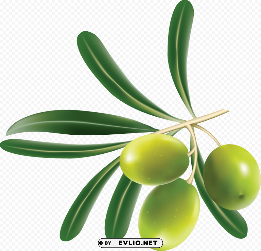 olives PNG files with no background assortment