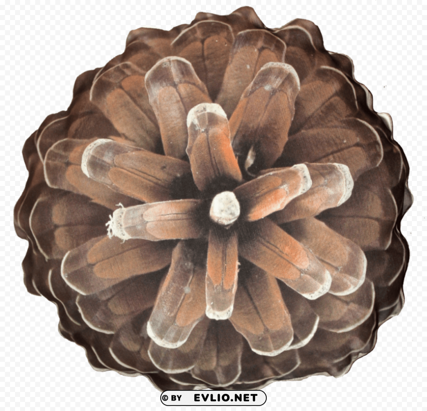 Pine Cone Transparent PNG Isolated Element With Clarity