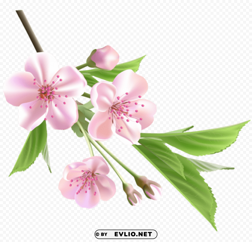 spring branch with pink tree flowers PNG Image with Isolated Artwork