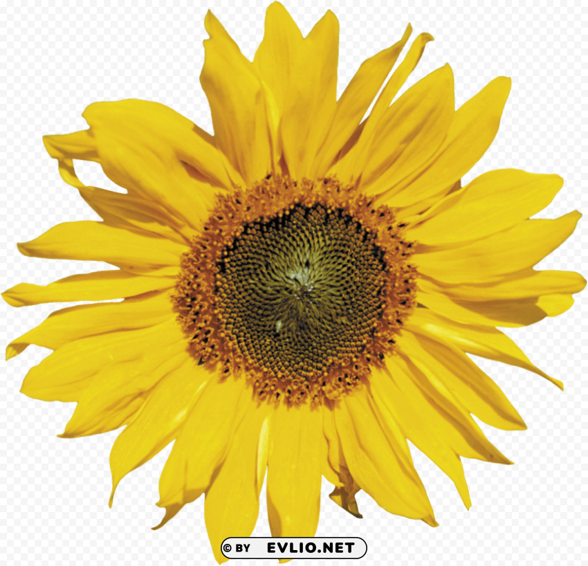 sunflower Transparent Background PNG Isolated Art