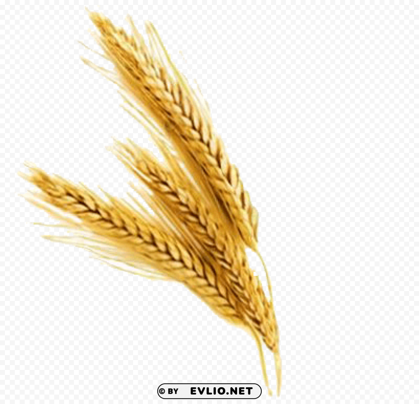 barley file Isolated PNG Item in HighResolution