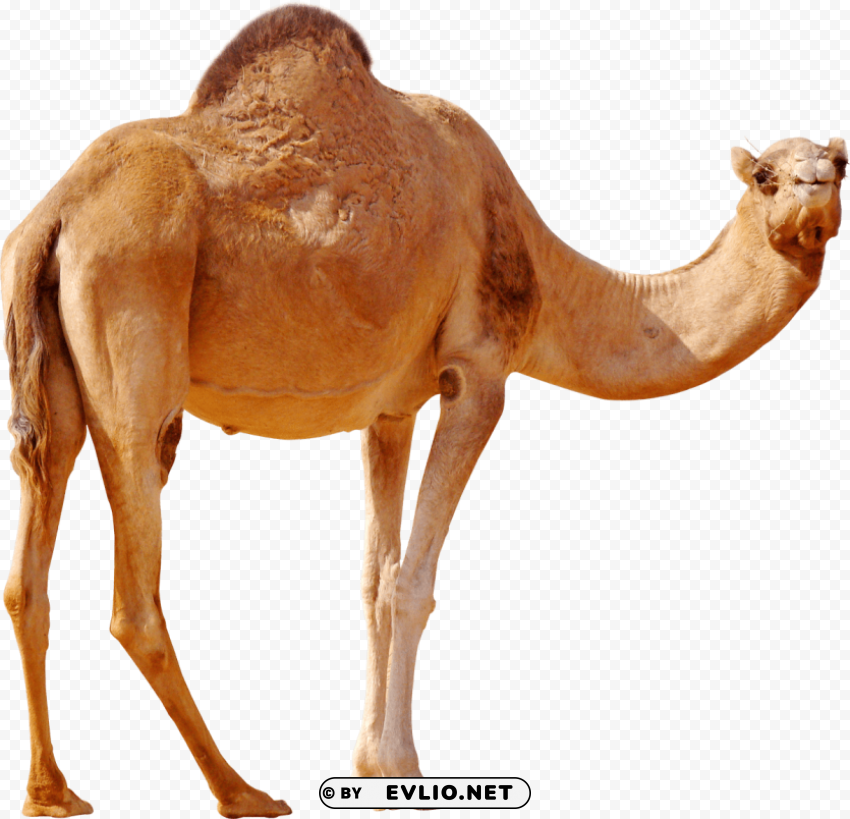 desert camel standing PNG clip art transparent background
