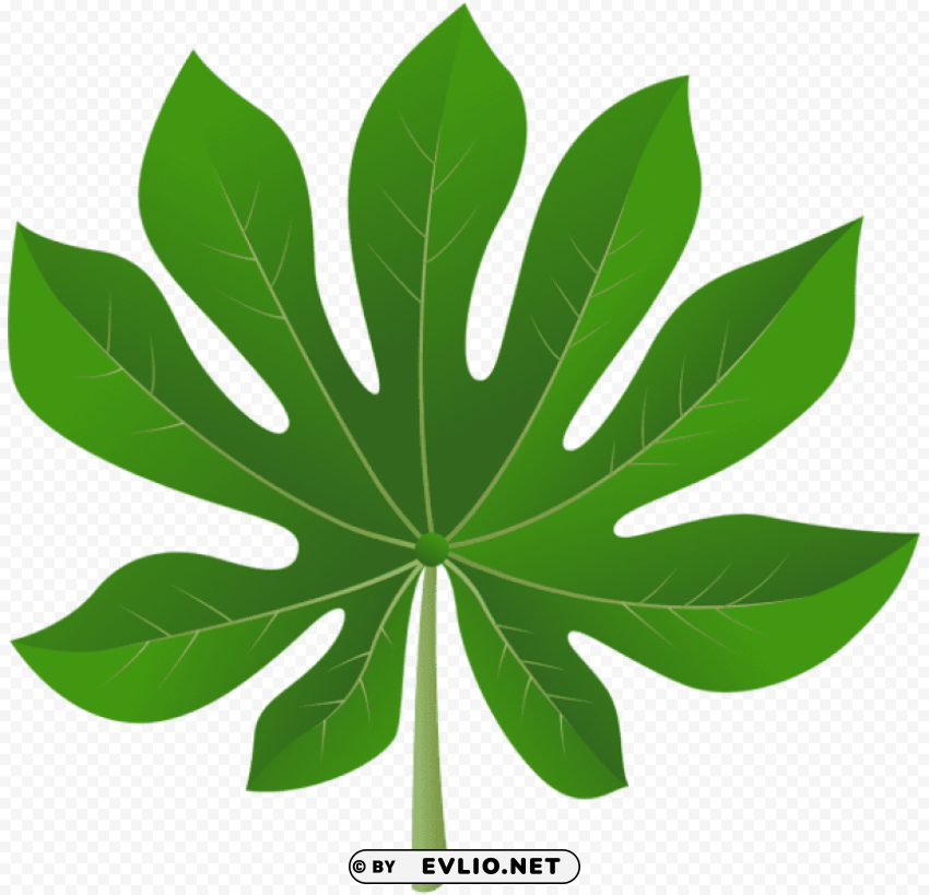 exotic leaf PNG graphics for presentations