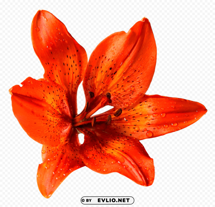 flower PNG Image with Clear Isolation