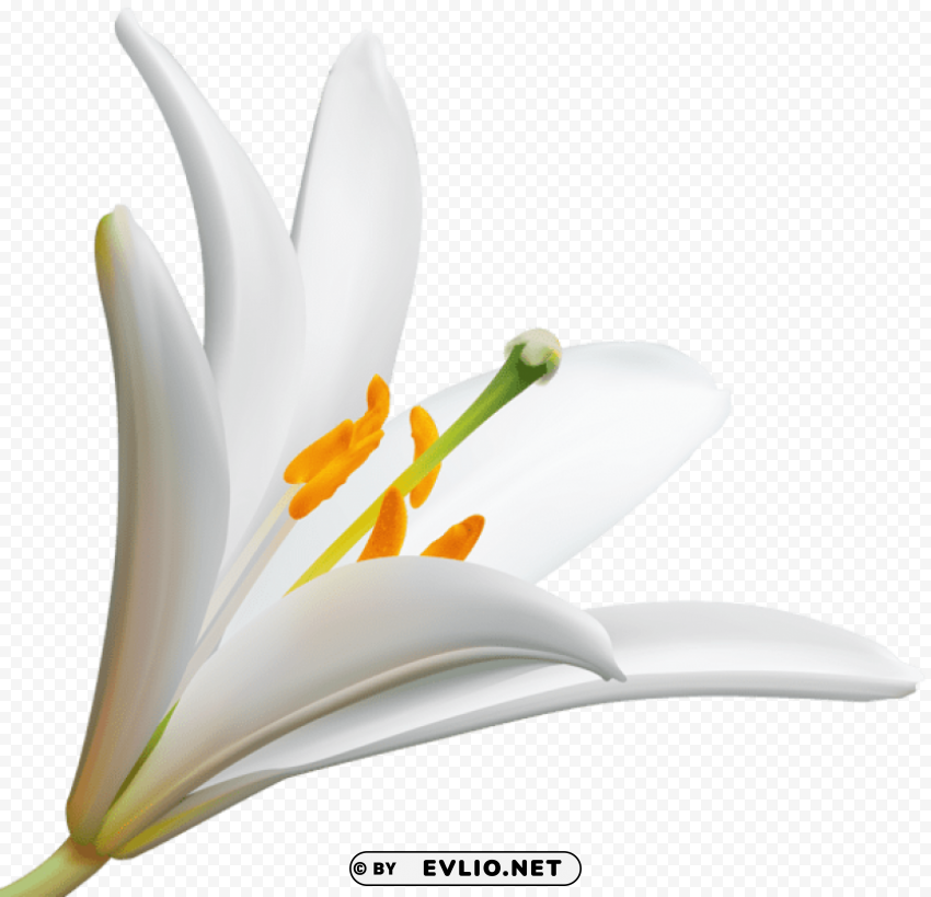 lilly flower Transparent Background PNG Isolated Illustration