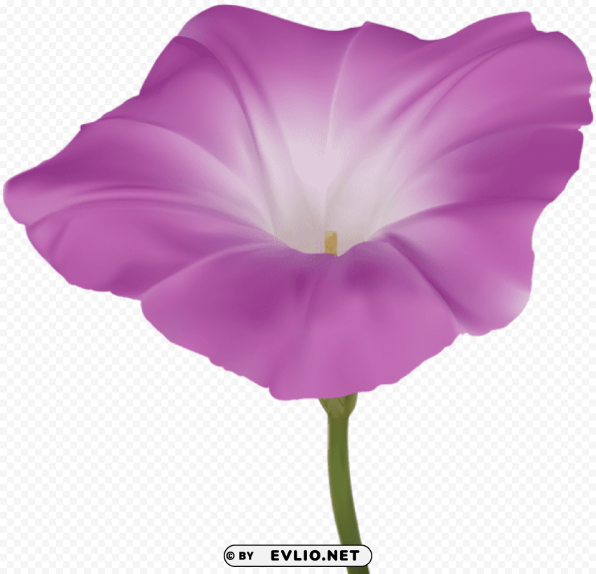 pink morning glory flower Free PNG images with alpha transparency