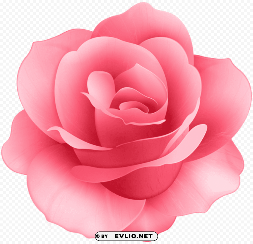 rose flower PNG images with transparent elements pack
