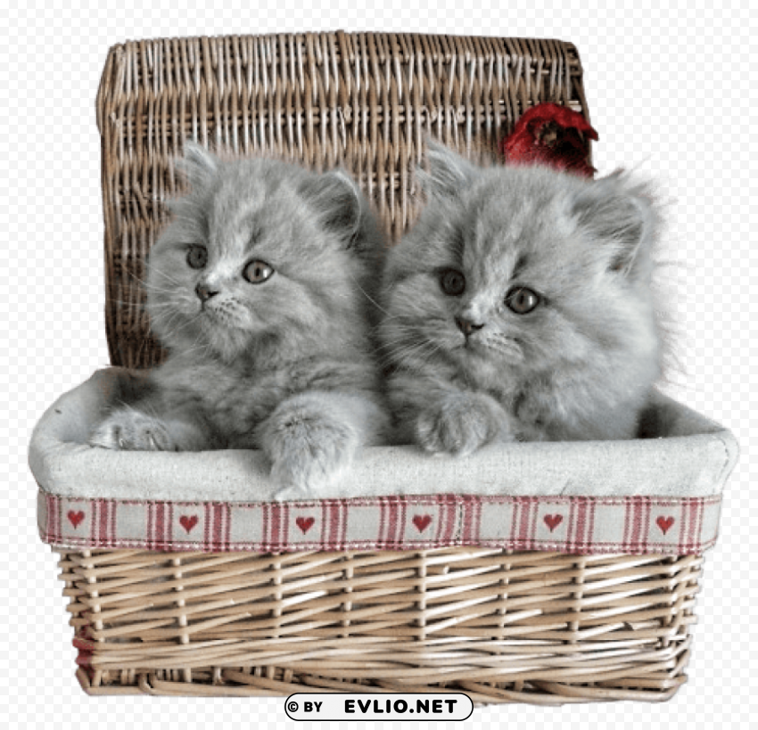 small kittens in basket Isolated Subject in Clear Transparent PNG