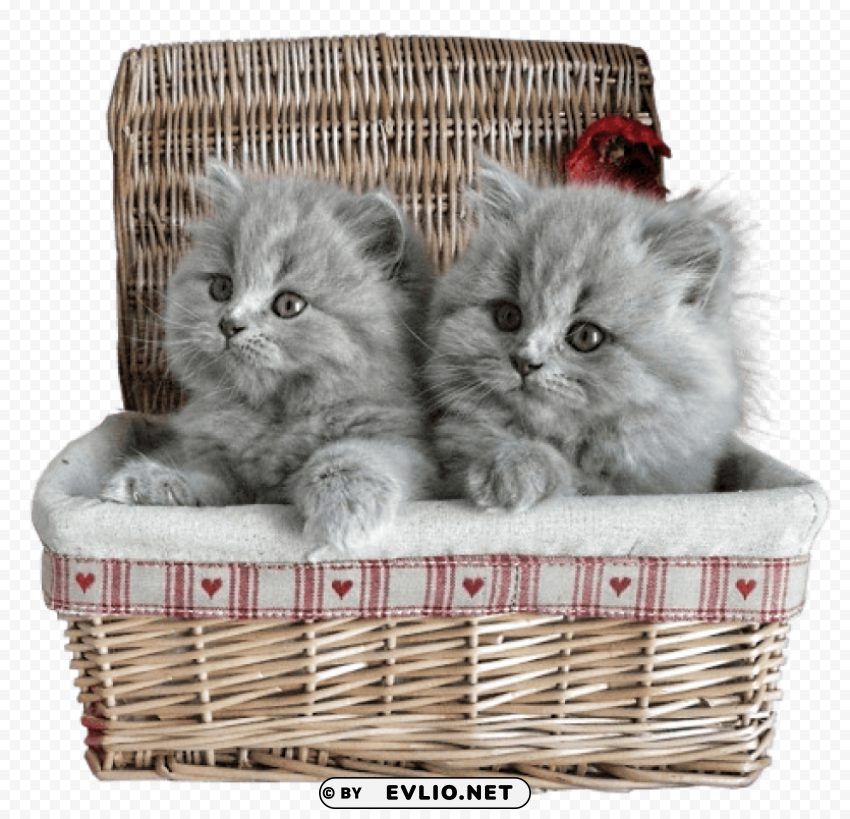 Small Kittens In Basket Isolated Subject In Clear Transparent PNG