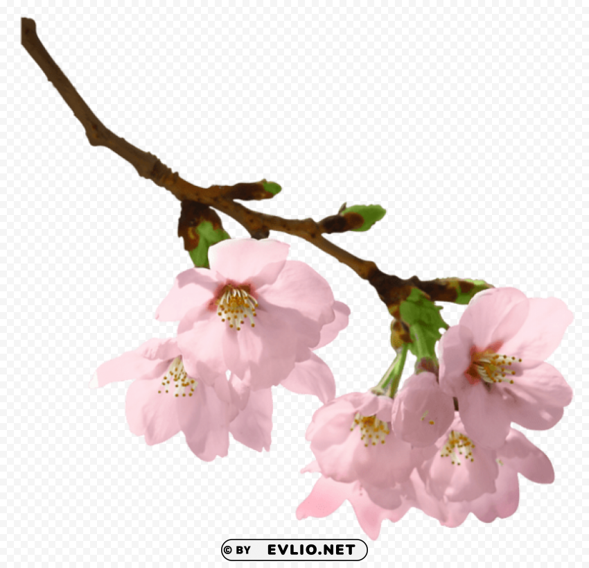 spring branch PNG images with clear alpha layer